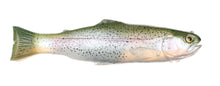 Load image into Gallery viewer, The Dozer Trout